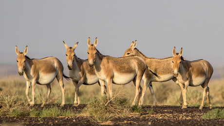 Freeks wilde wereld | Jordanië - Wilde ezels